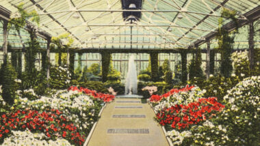 Red and white azaleas on view in an indoor exhibition space