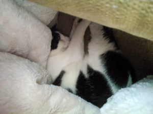 Image of Mars, the cat, sleeping under a cover.