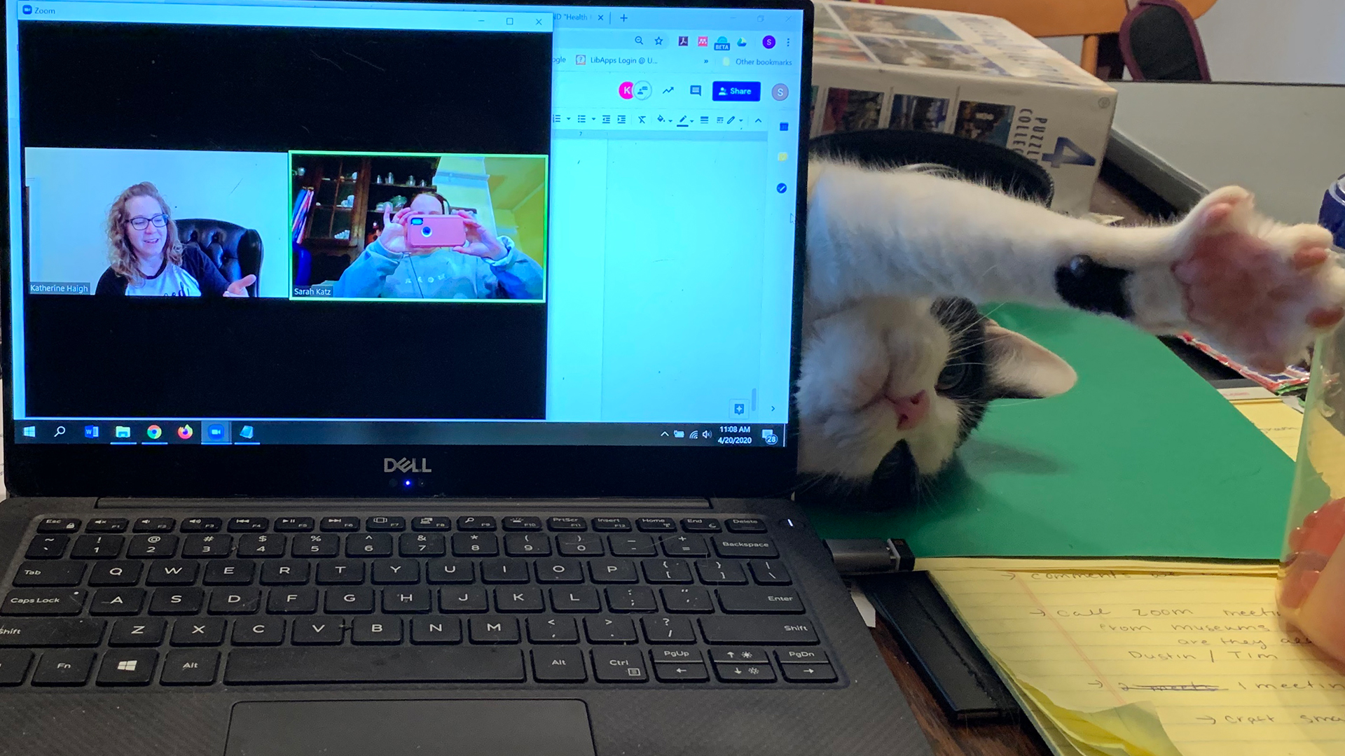 Image of Biscuit, a black and white cat, attacking a computer from behind during a Zoom meeting.