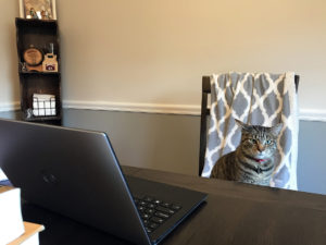 Image of Sancho, the cat, sitting in a chair while looking at a laptop