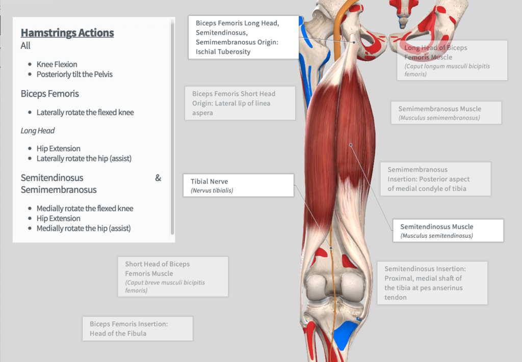 A screencapture from the Complete Anatomy database that shows the interior muscles of the leg and knee, and highlights the actions of the hamstring. 