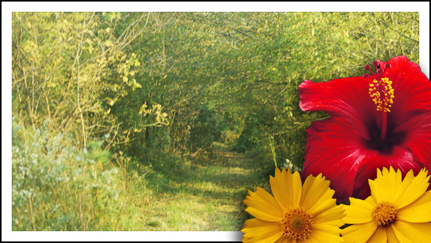 A lush and green nature trail overlaid with two close-up images of red and yellow flowers.