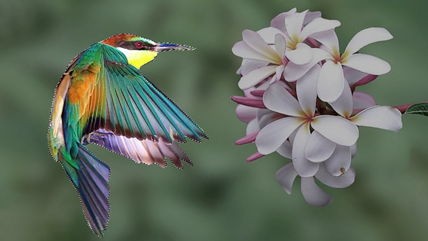 An image of a hummingbird and flower. The hummingbird is isolated using a digital tool in Photoshop.