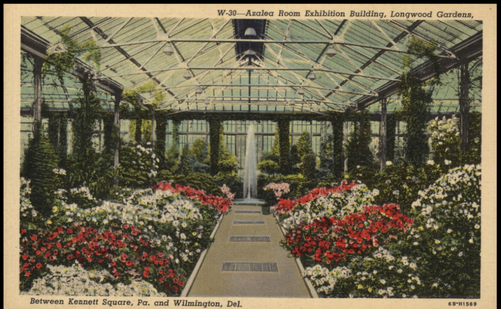 A postcard showing white and red azaleas inside a closed exhibition space made of glass
