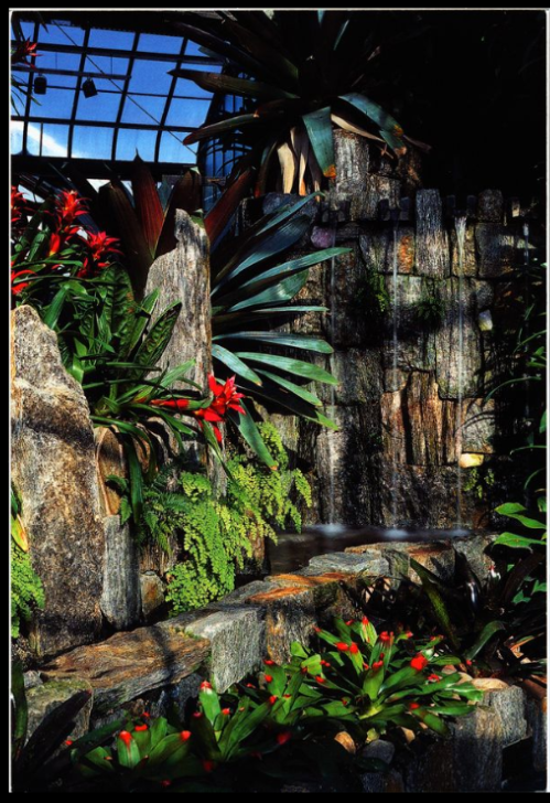 A postcard showing tropical plants on view in an indoor exhibition space