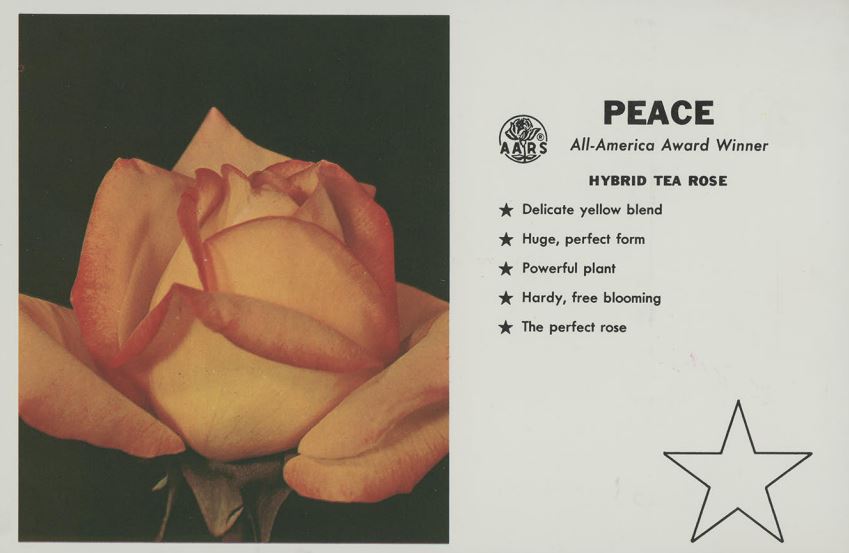 The Peace Rose alongside general information, which reads: "Peace. All-America Award Winner. Hybrid Tea Rose. Delicate yellow blend. Huge, perfect form. Powerful plant. Hardy, free blooming. The perfect rose."
