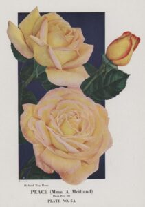 Multiple depictions of the Peace Rose. Accompanying text reads, "Peace (Mme. A. Meilland) Plate No. 5A"