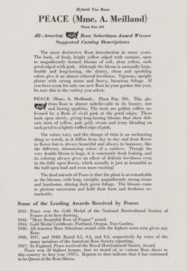 The back of the plant patent sheet for the Peace Rose, with general information about the rose and its appearance and growth. It also lists out "Some of the Leading Awards" received by the rose.