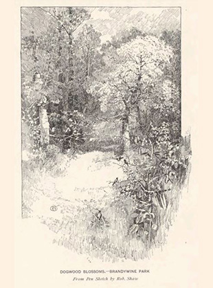 Artist’s sketch of Dogwood Blossoms in Brandywine Park, c. 1885