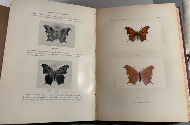 An open book spread from an antique entomology text showing butterfly illustrations labelled Grapta interrogationis. The left page features two black-and-white photos, while the right page displays two color illustrations of orange-brown butterflies with scalloped wings.