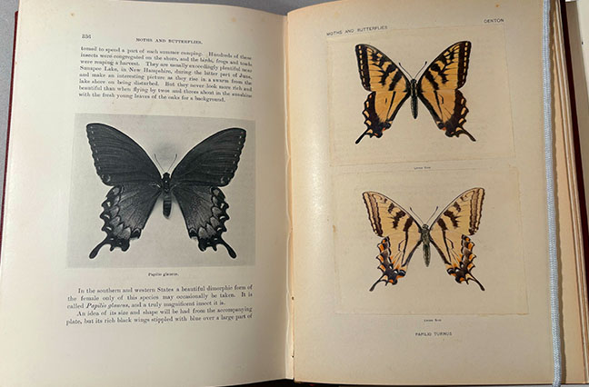 An open book spread showing illustrations of swallowtail butterflies (Papilio turnus and Papilio glaucus). The left page contains text around a black-and-white photo of a dark swallowtail, while the right page features two full-color illustrations of yellow and black tiger swallowtails.