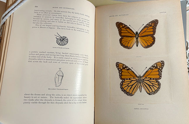An open book spread illustrating the life cycle and appearance of the monarch butterfly (Danais archippus). The left page shows line drawings of a caterpillar and chrysalis within descriptive text, while the right page displays two detailed, full-color illustrations of monarch butterflies with their classic orange and black patterns.