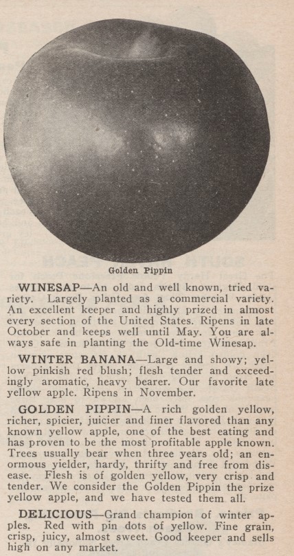 A vintage nursery catalog page segment featuring a circular, black-and-white photograph of a smooth, rounded apple captioned "Golden Pippin" at the top.