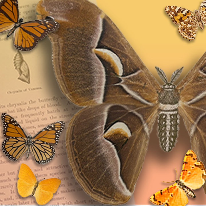 <p>“A View from the Vault” is a series that showcases some of the unique, notable or rare items that are a part of the Special Collections and Museums holdings at the University of Delaware. Each month, we will highlight a different item and share interesting facts or intriguing histories about it.</p>
